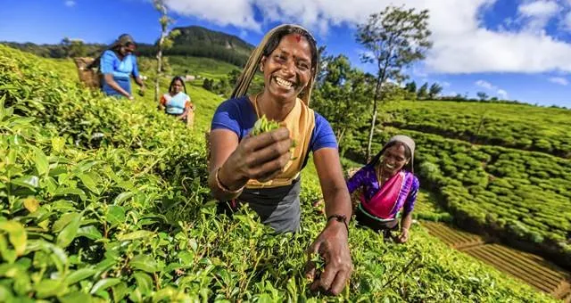 Sri-Lanka-Tea