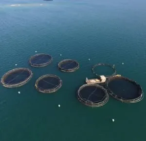 Oceanpick-Sea-Cages-e1462455964895-300×291