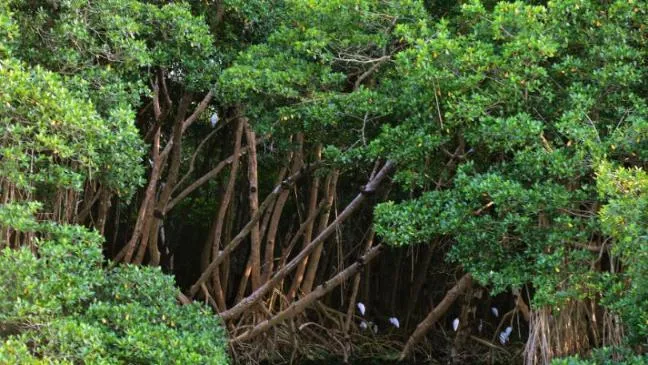 sri-lanka-to-protect-climate-friendly-mangroves-ecosystem