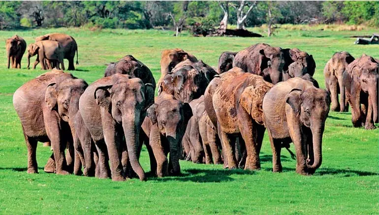 ElephantGathering