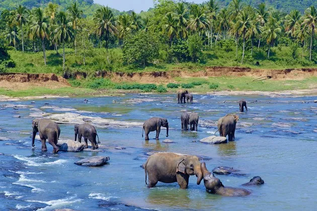 elephants-pinnawala
