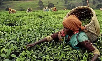 image_1513668225-f6aa217517