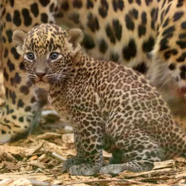 image_1515061742-fb8d9519f3