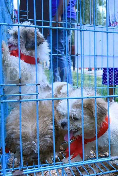 image_1517128694-1dfec43801