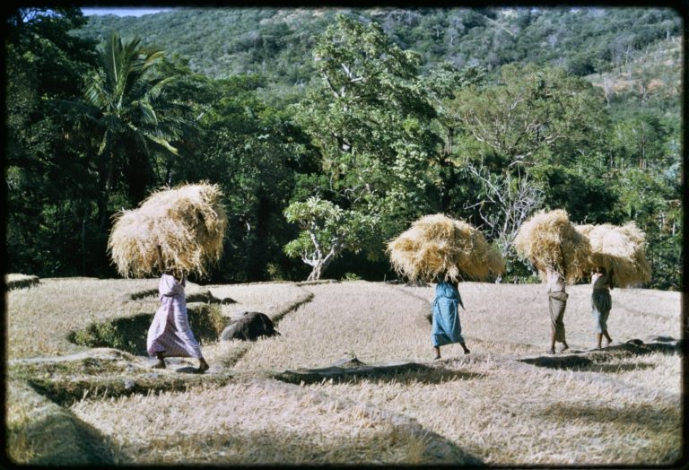 Online Collection Captures Sri Lankan Village Life Sri Lanka Foundation 