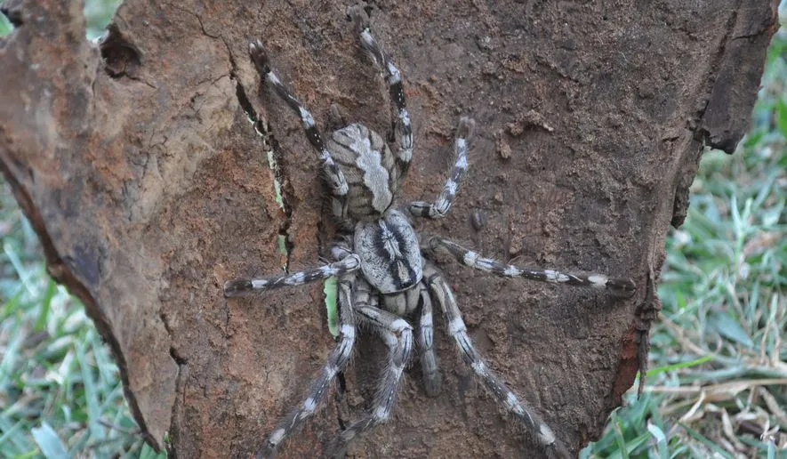 Poecilotheria_rajaei_c0-94-2312-1442_s885x516