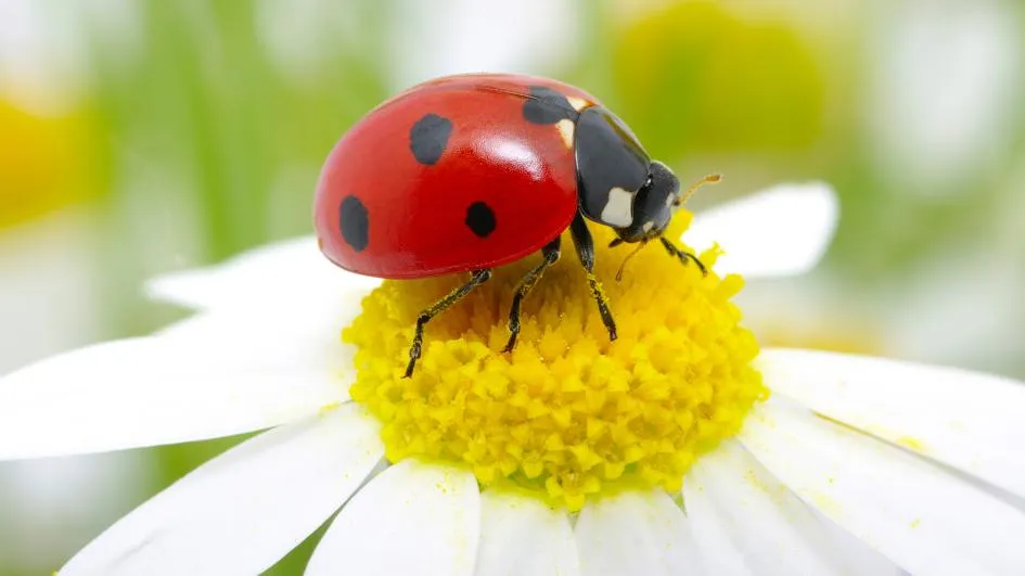 ladybug-daisy.adapt.945.1